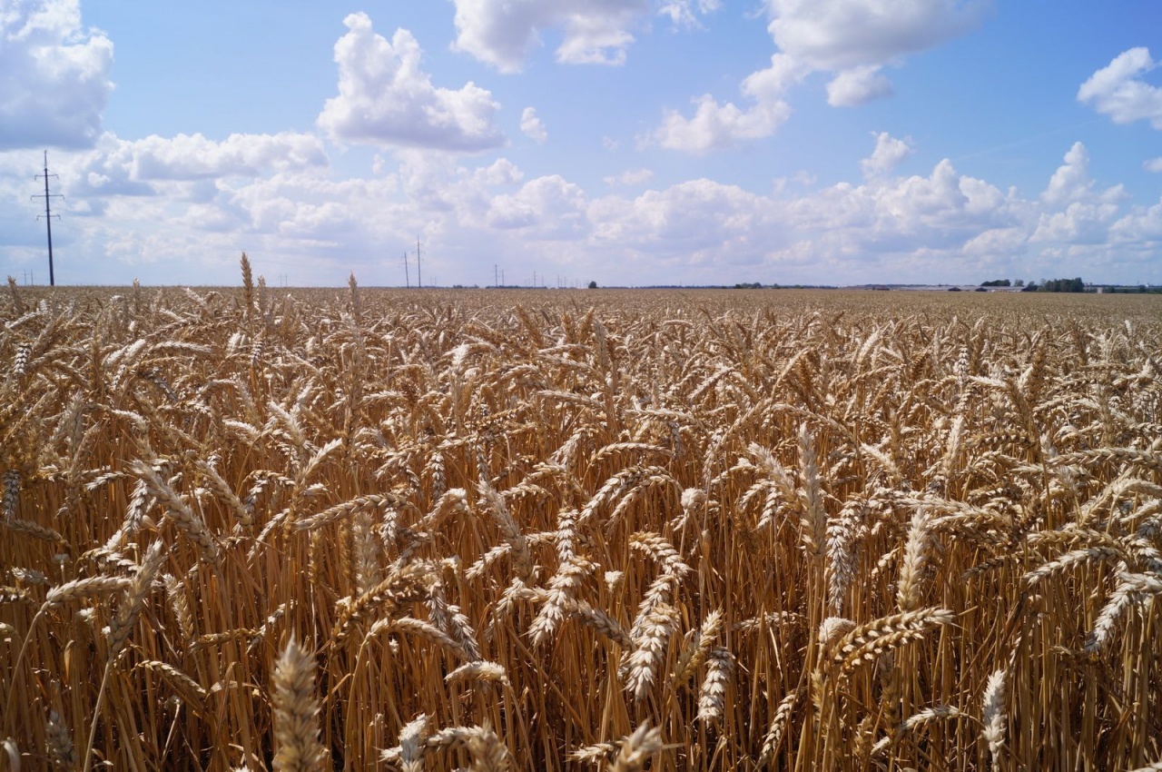 Уборочная кампания – 2019