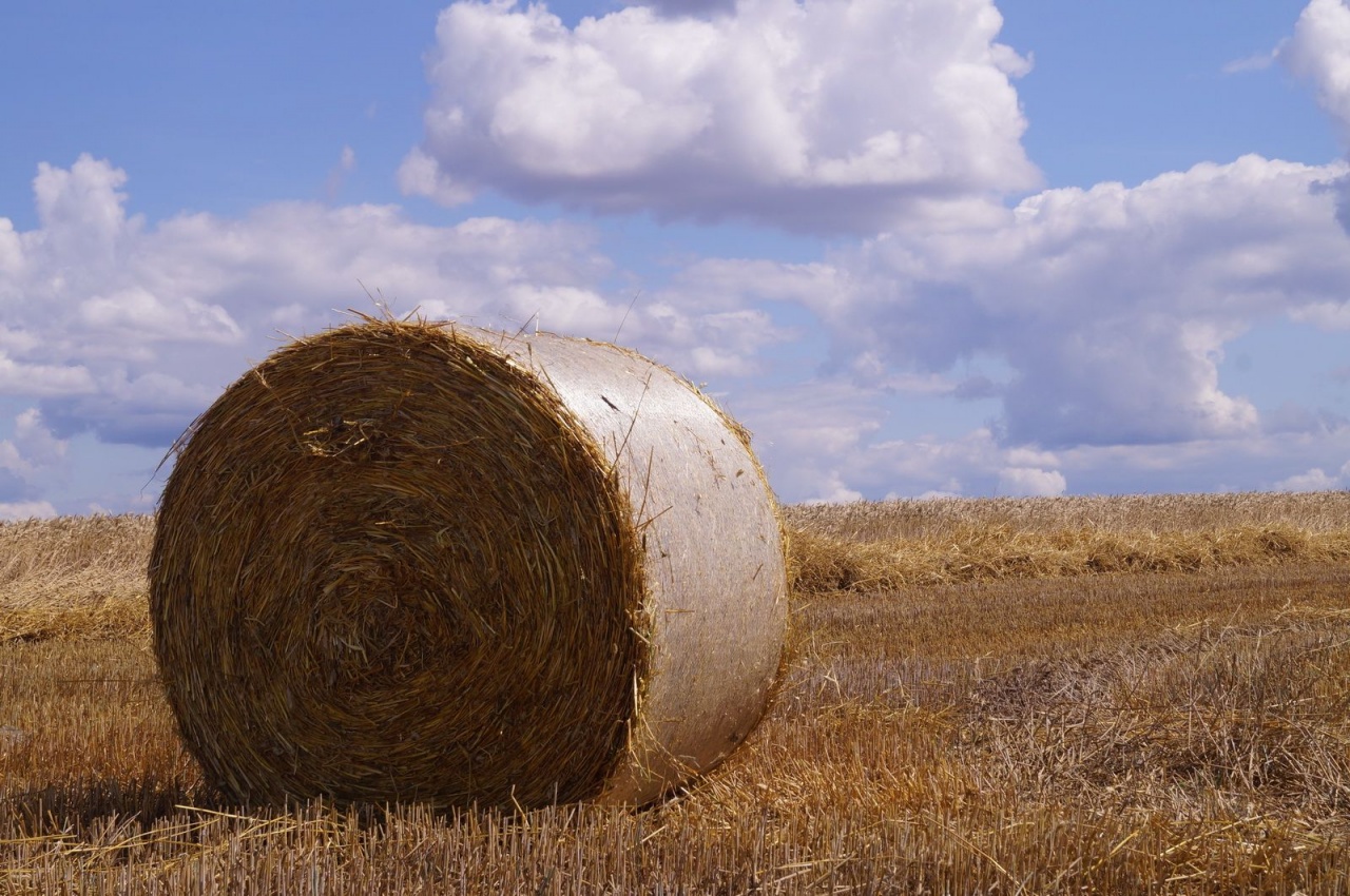 Уборочная кампания – 2019