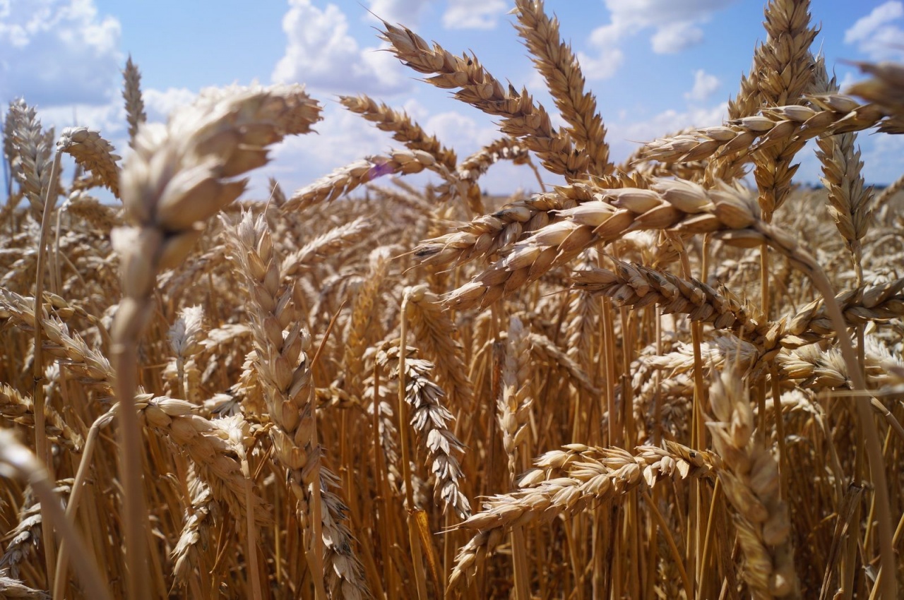 Уборочная кампания – 2019