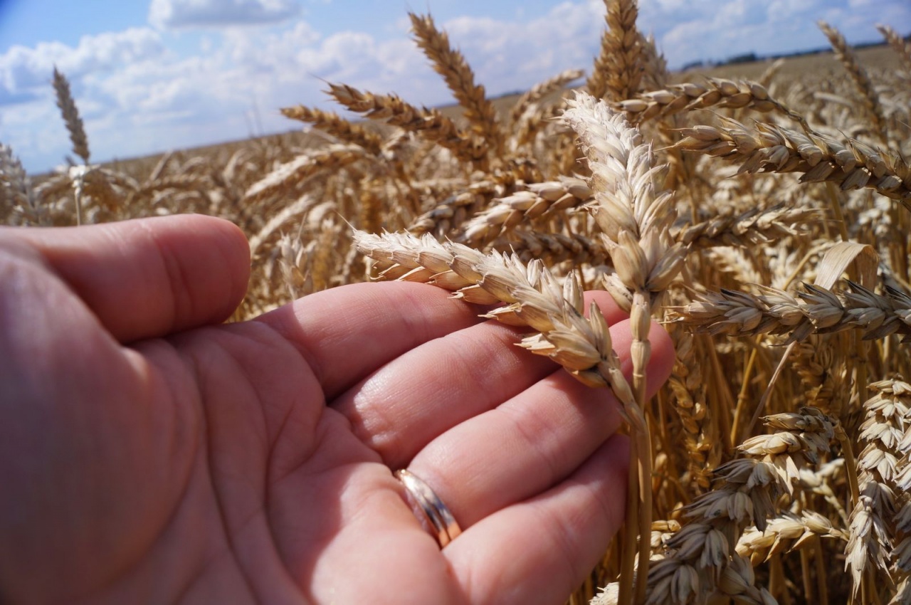 Уборочная кампания – 2019