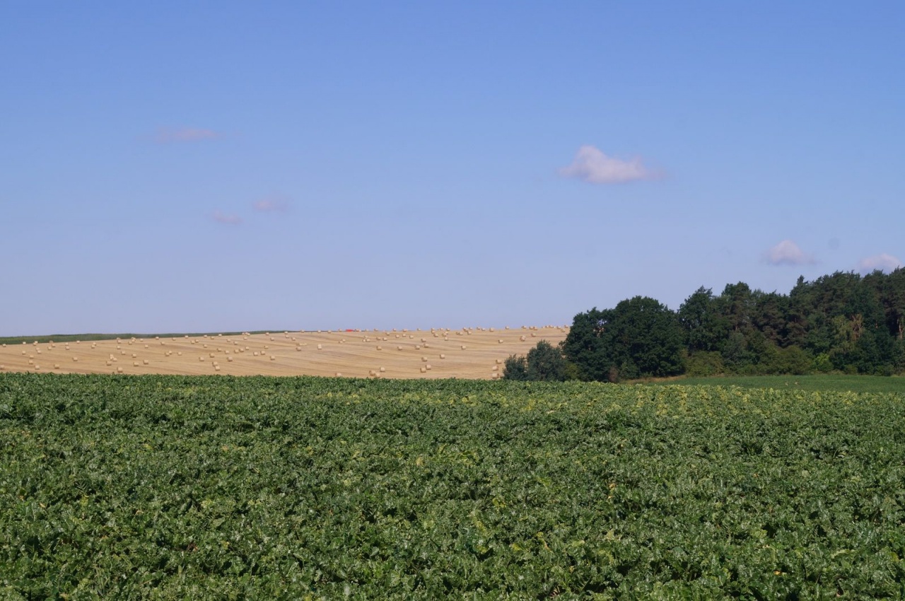 Уборочная кампания – 2019