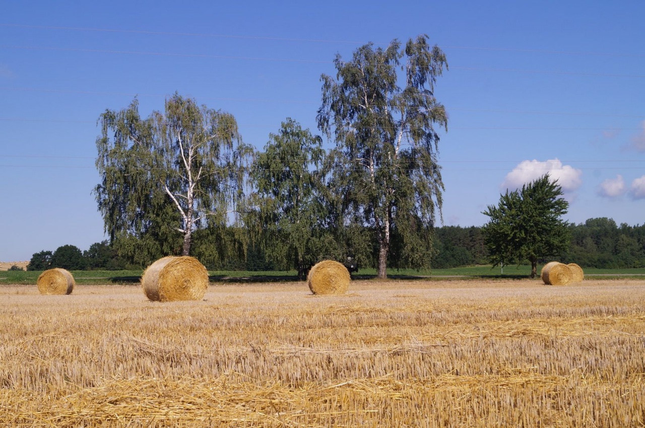 Уборочная кампания – 2019