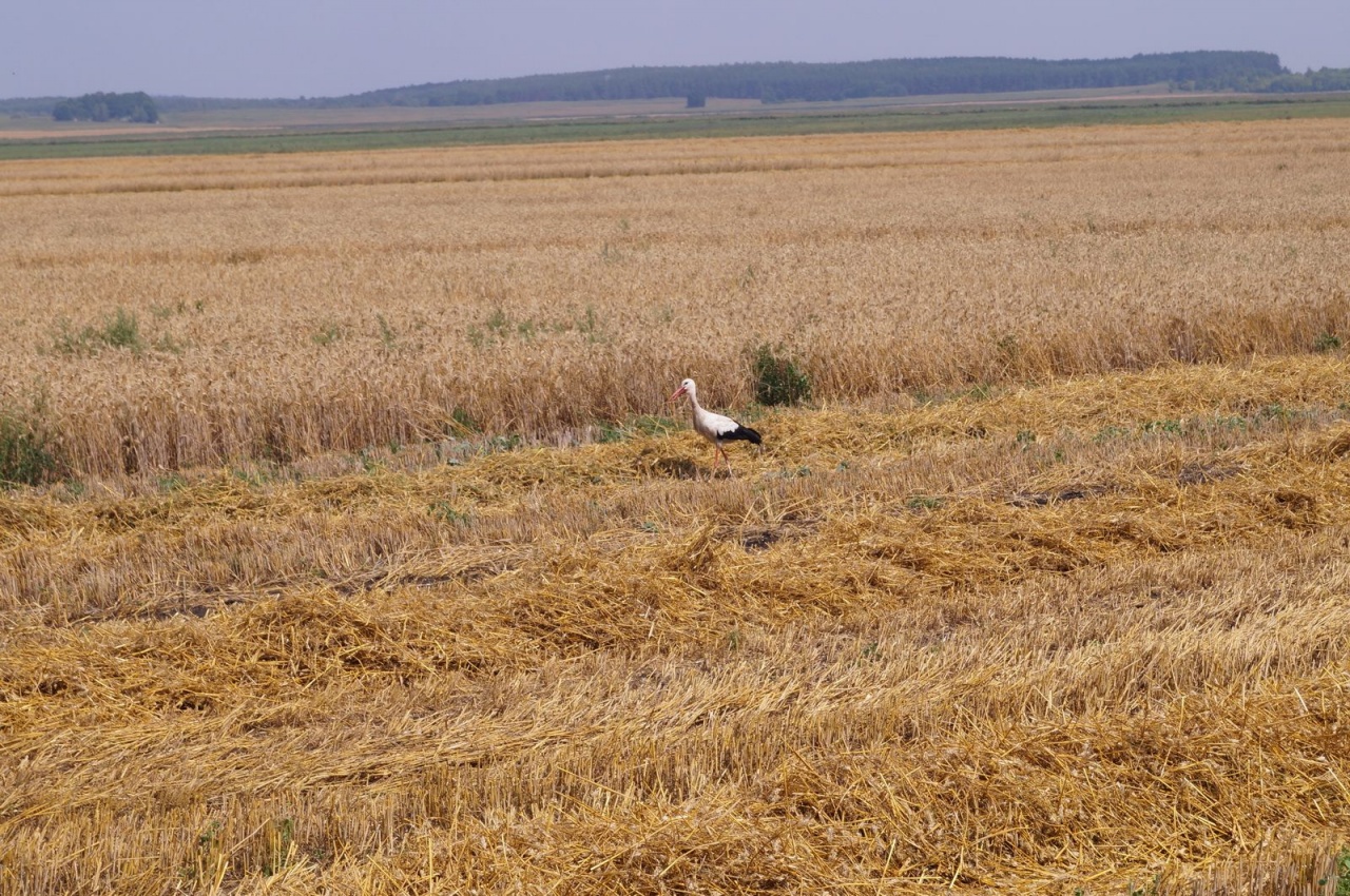 Уборочная кампания – 2019