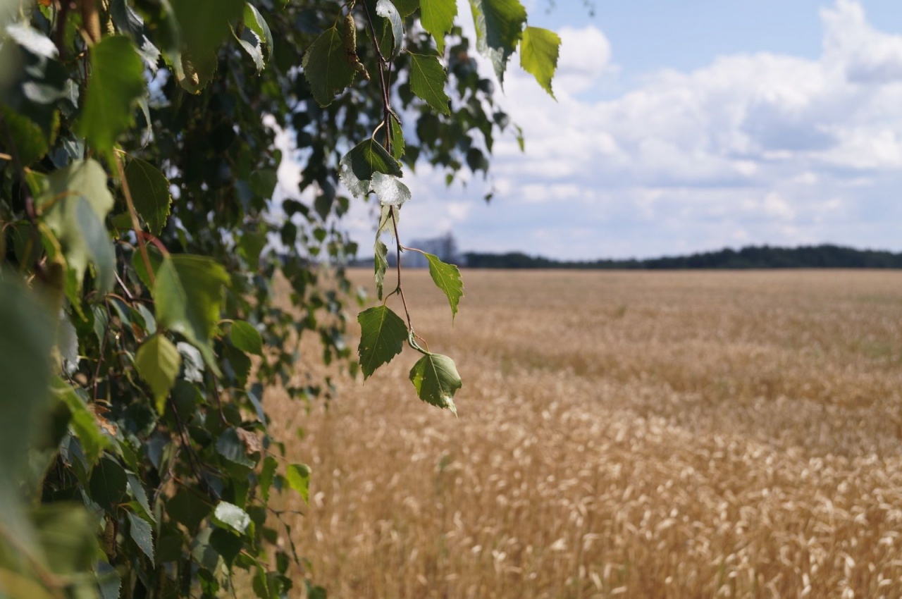 Уборочная кампания – 2019