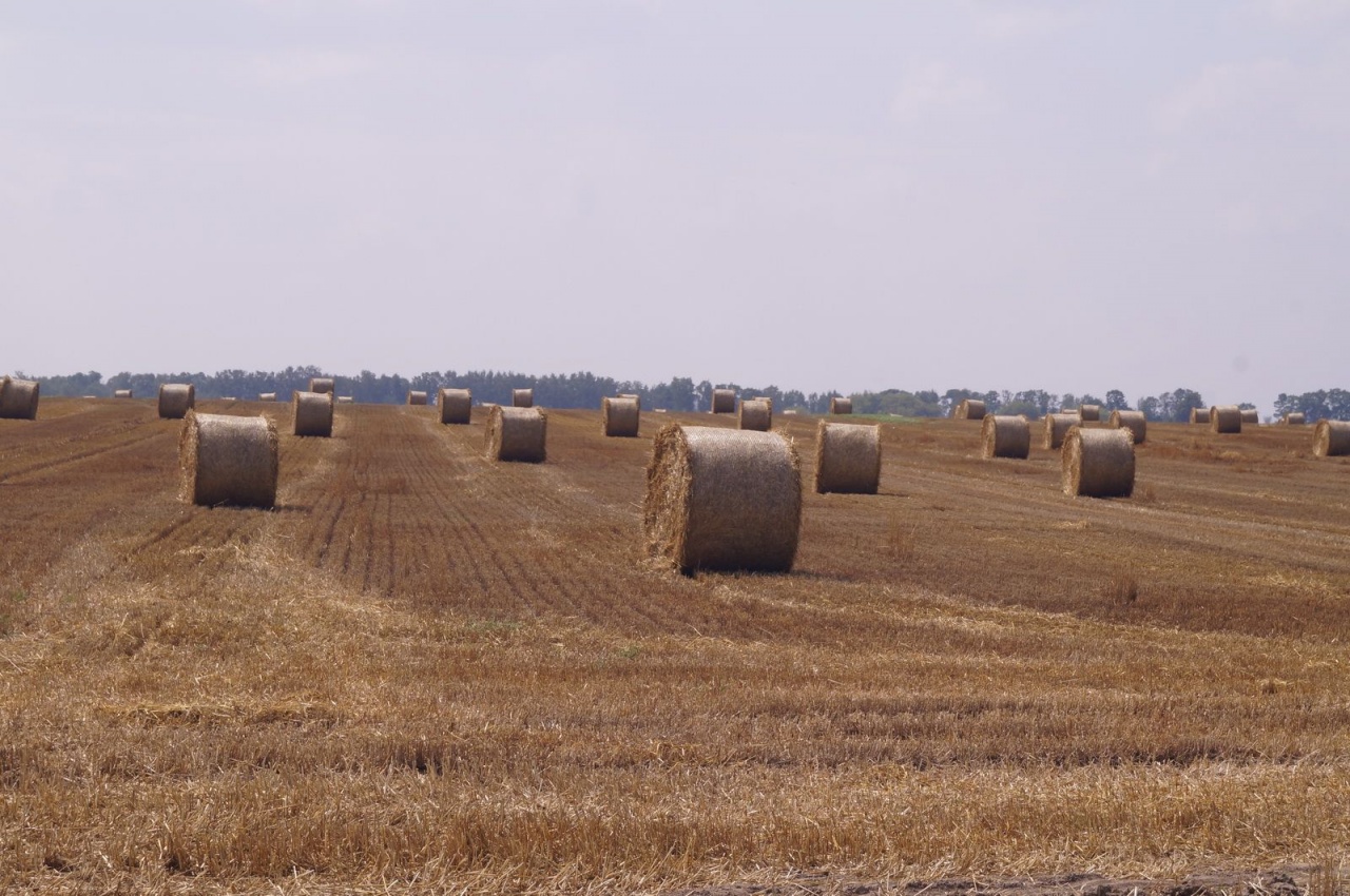 Уборочная кампания – 2019