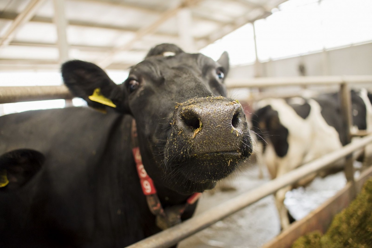 «Пламя мира»