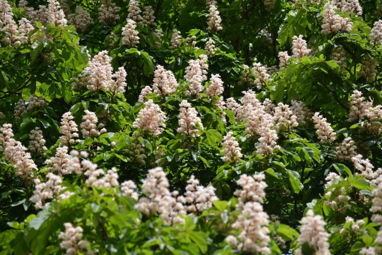 «Пламя мира»