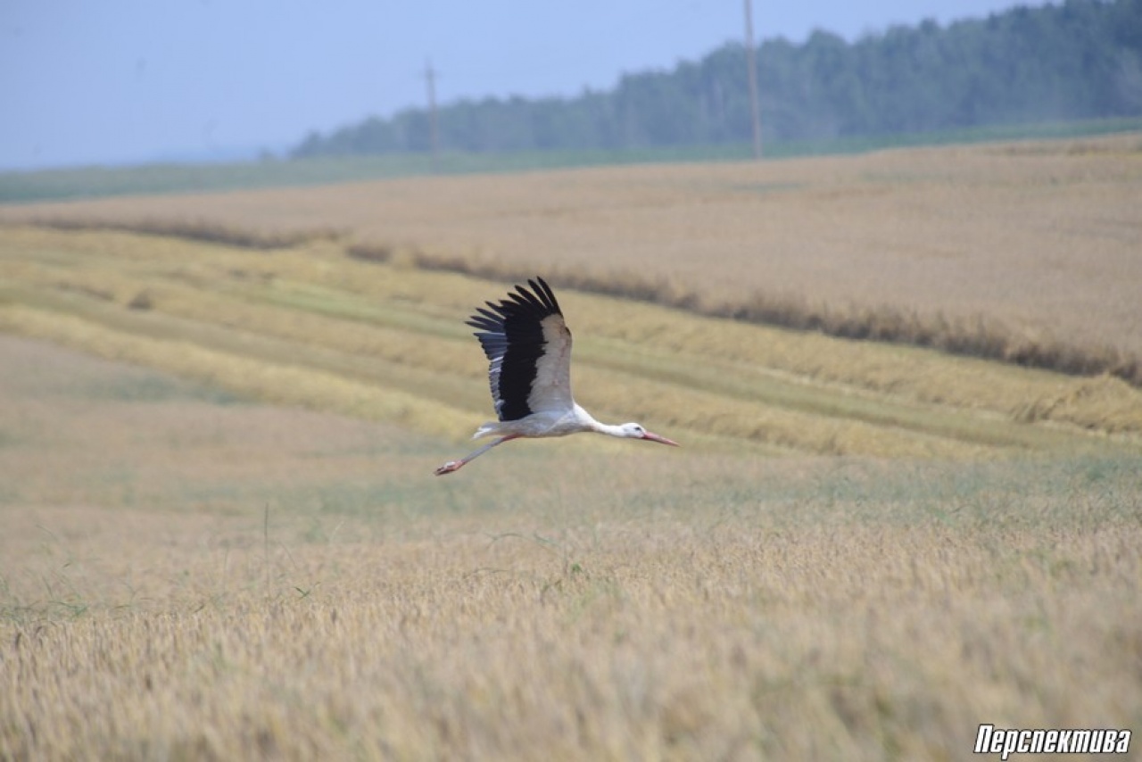 В СПК «Прогресс-Вертелишки» активно идет уборка озимого ячменя