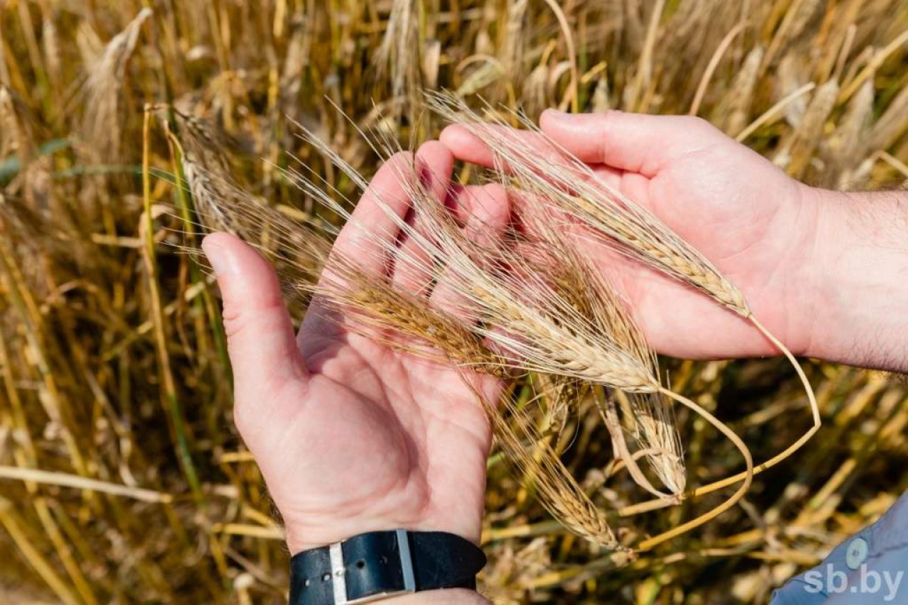 Уборка озимого ячменя 2021