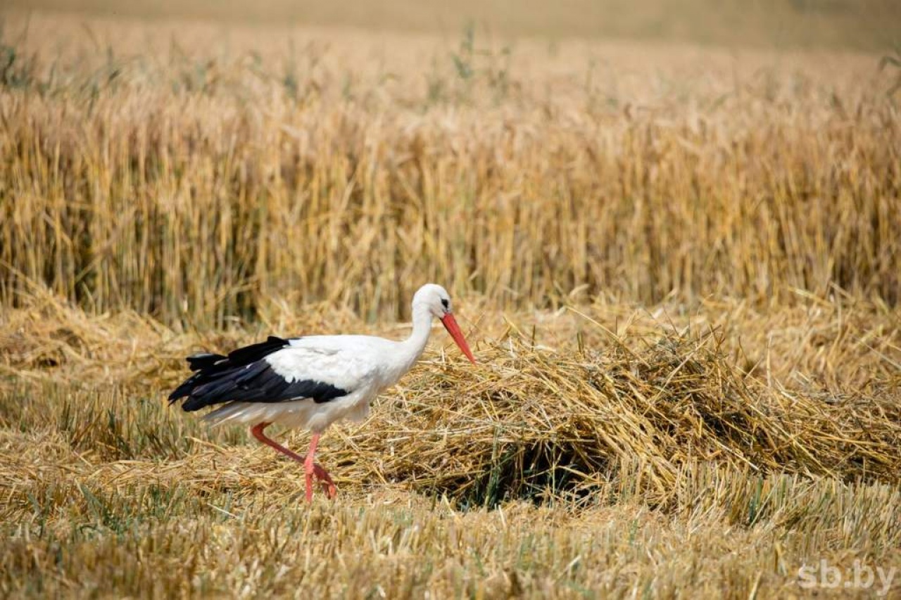 Уборка озимого ячменя 2021