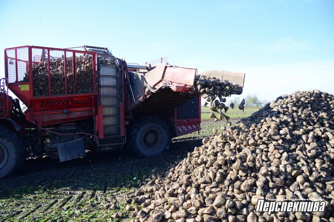 В СПК «Прогресс-Вертелишки» убирают сахарную свеклу