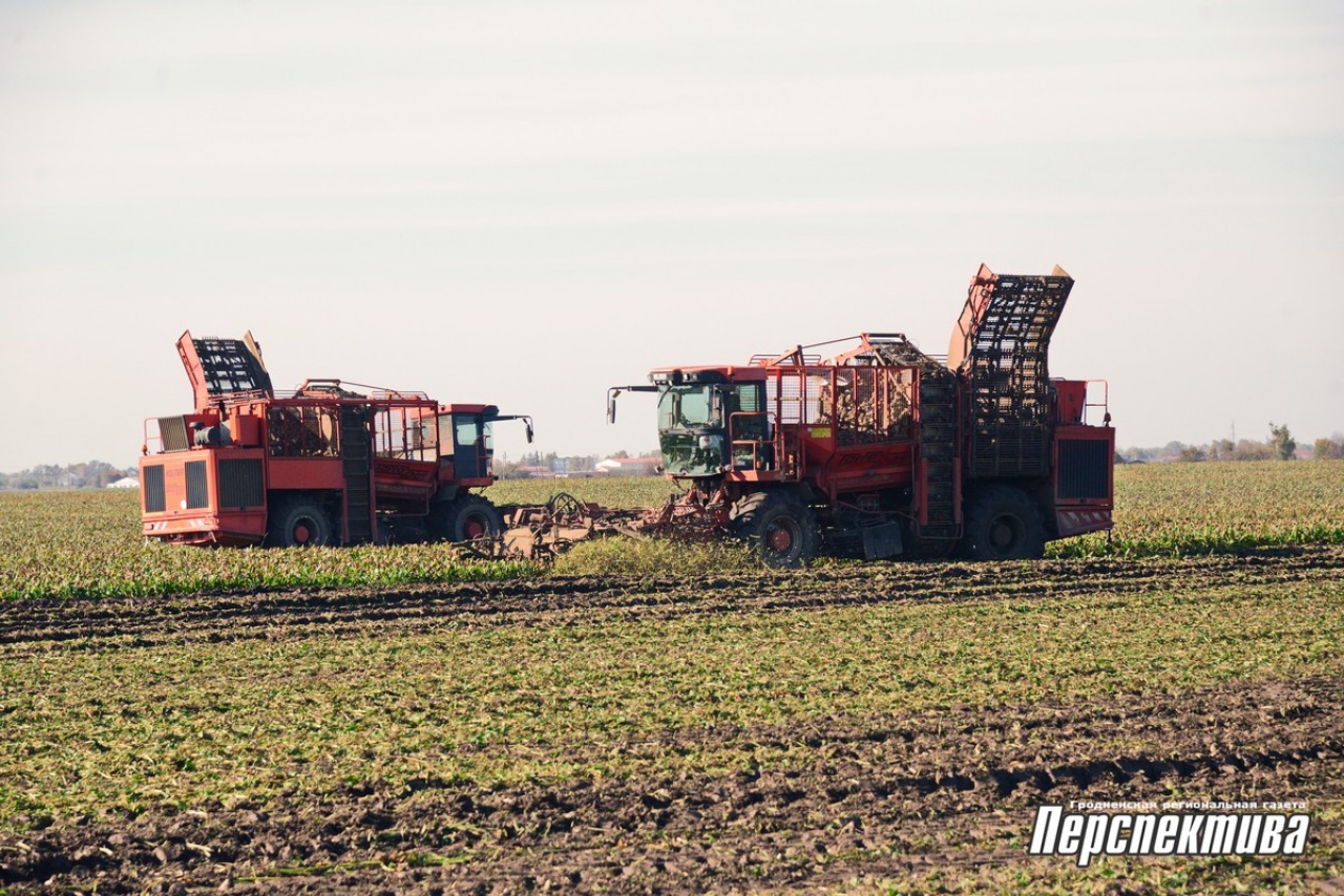 В СПК «Прогресс-Вертелишки» убирают сахарную свеклу