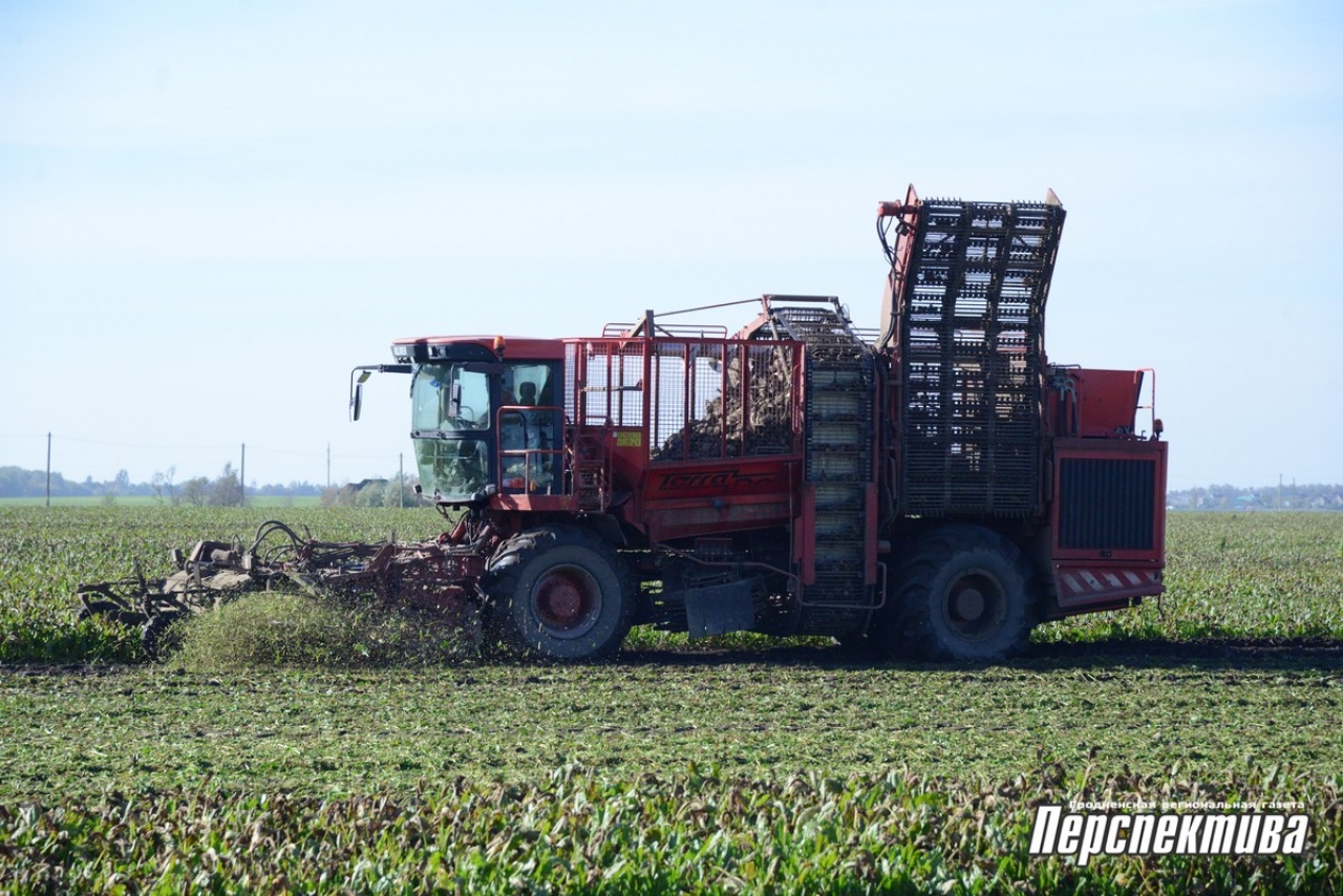 В СПК «Прогресс-Вертелишки» убирают сахарную свеклу