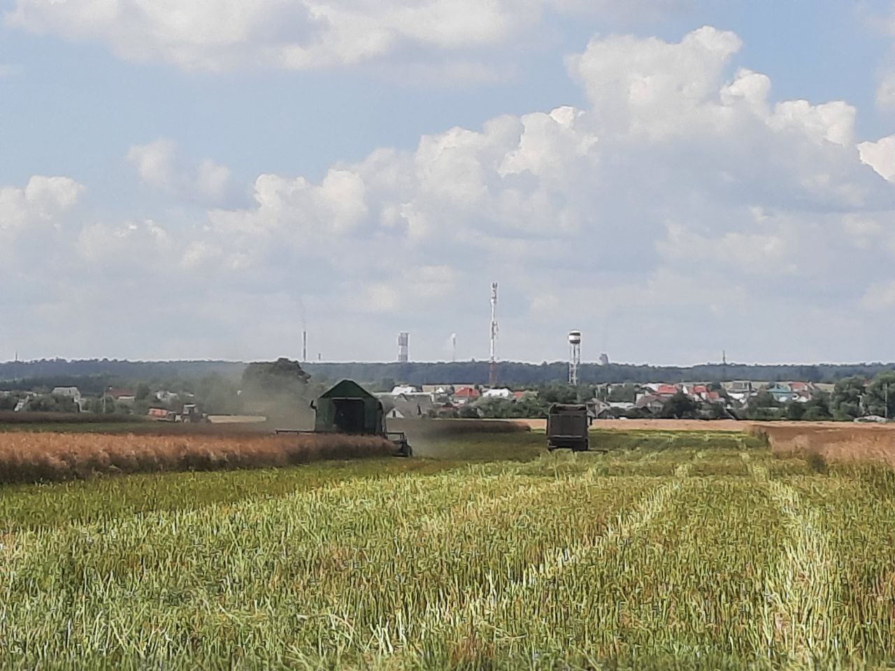 Уборка рапса