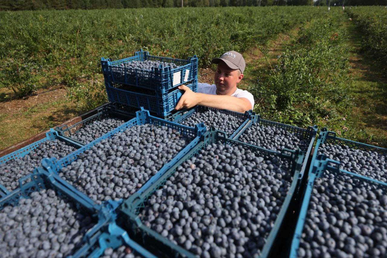 Уборке в июльский период подлежит и вкуснейшая прогрессовская голубика