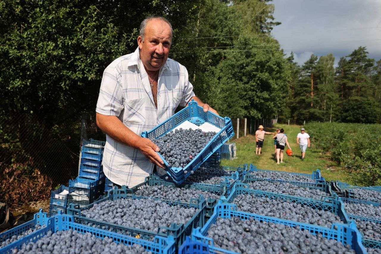 Уборке в июльский период подлежит и вкуснейшая прогрессовская голубика