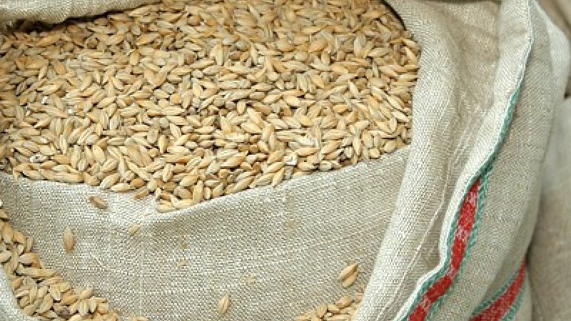 Ячмень — сорт «Taller» («Таллер»)