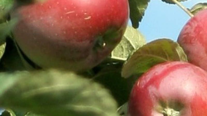 Яблоко «Алеся»