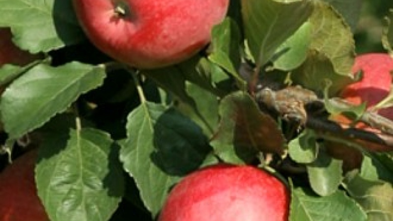 Яблоко «Уманское зимнее»