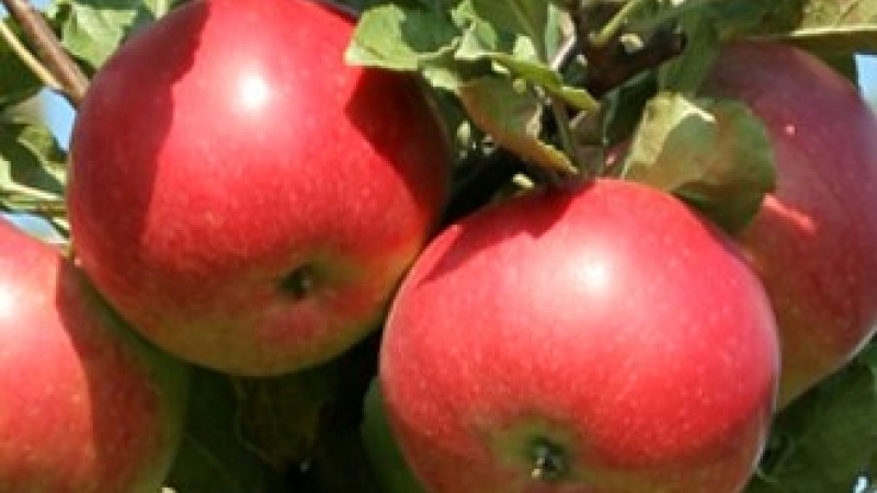 Яблоко «Айдарет»