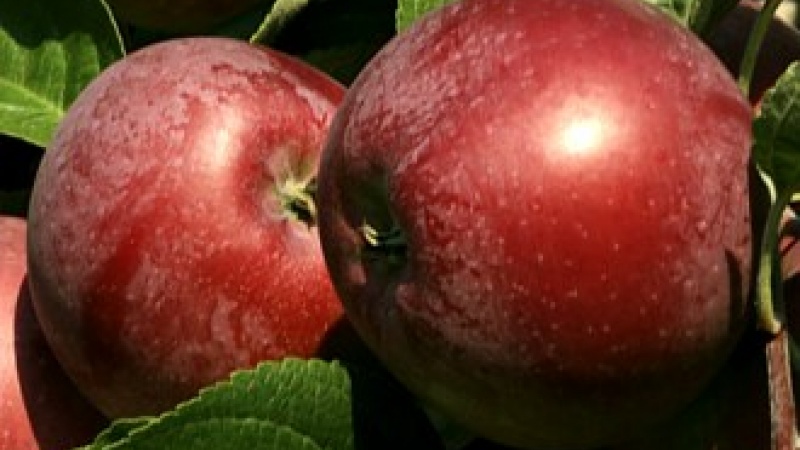 Яблоко «Спартан»