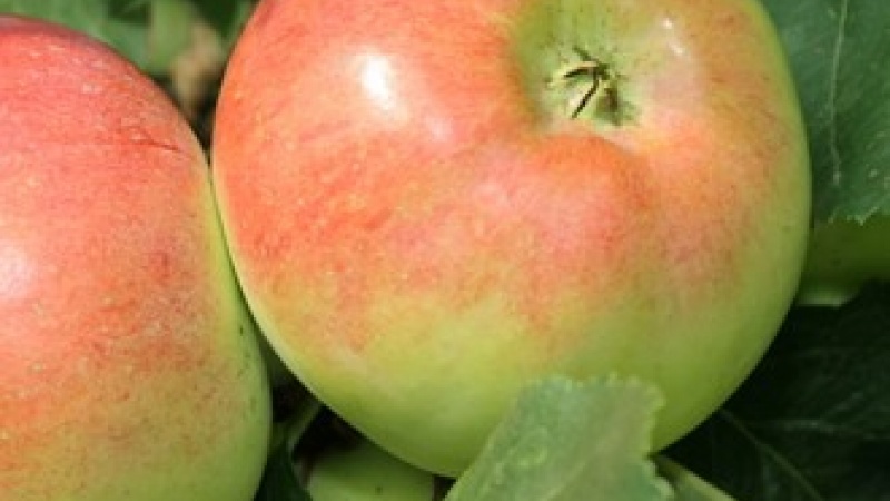 Яблоко «Ауксис»