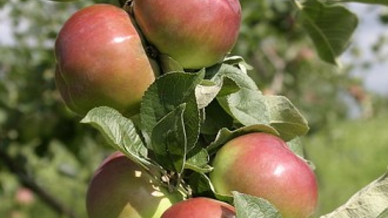 Яблоко «Брянское»