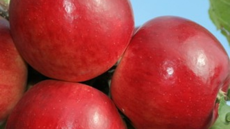 Яблоко «Редфри»