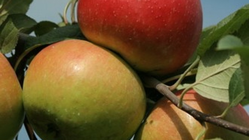 Яблоко «Лучезарное»