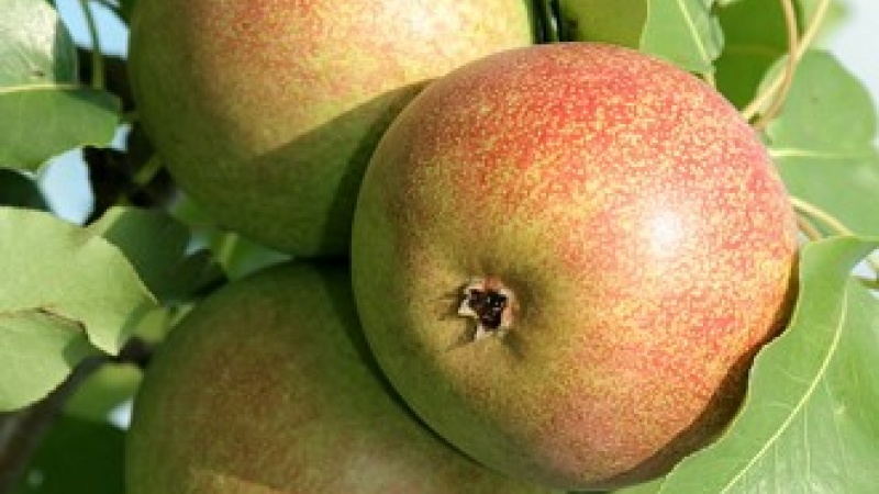 Груша «Мраморная»