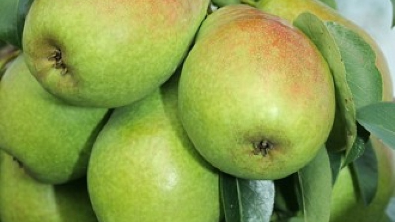 Груша «Сладкая из Млиева»