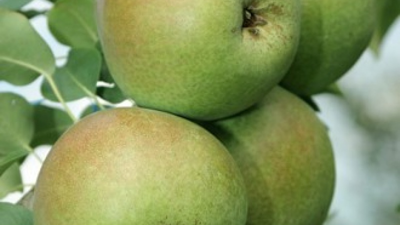 Груша «Десертная россошанская»