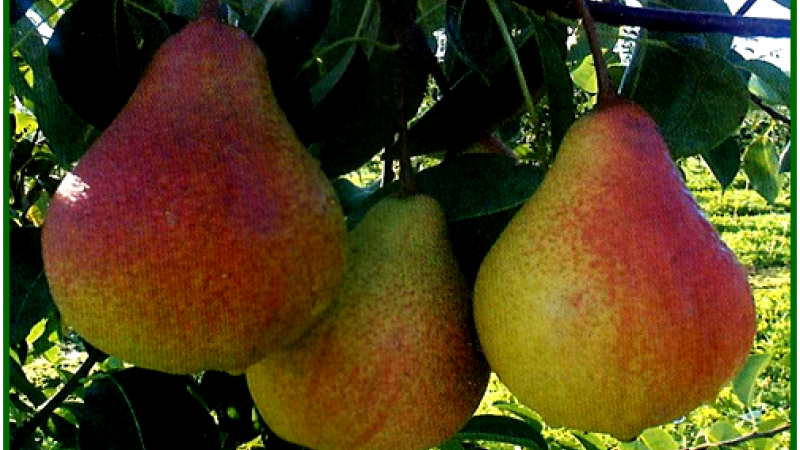 Груша «Великая летняя»