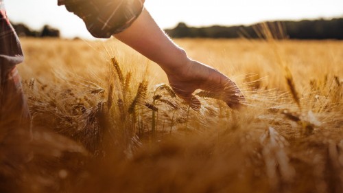 С Днем работника сельского хозяйства и перерабатывающей промышленности!