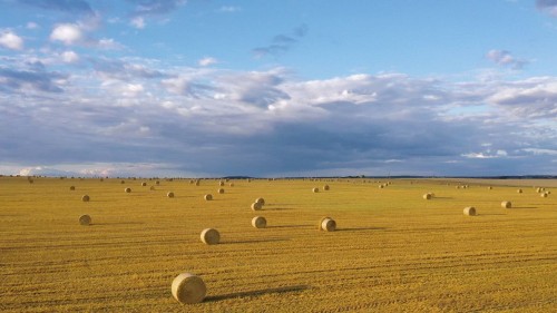 О текущих показателях уборки на 3 августа