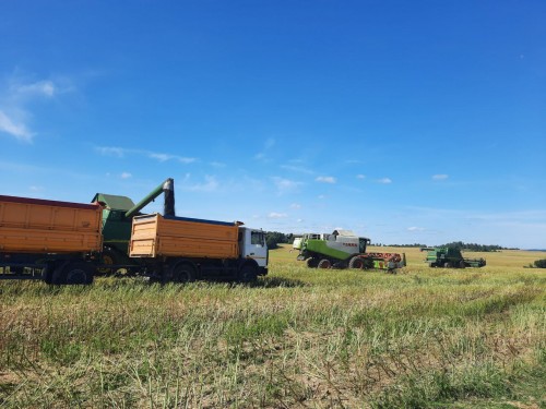 На ряду с уборкой зерновых, комбайнеры убирают рапс