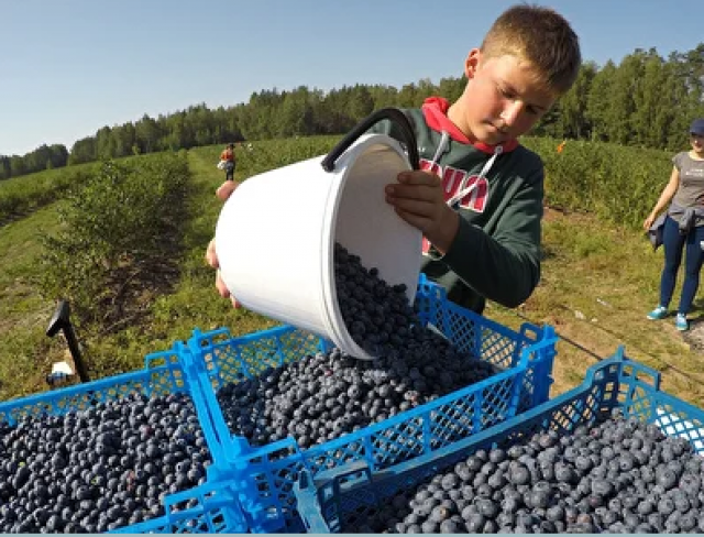 Набираем работников на сезонный сбор ягод голубики!