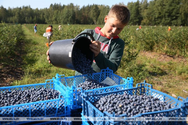 В СПК «Прогресс-Вертелишки» Гродненского района планируют собрать на 70% больше голубики, чем в 2018 году