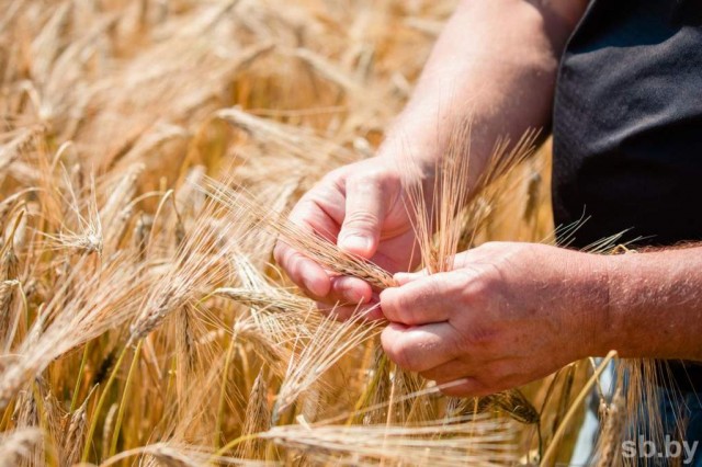 Для СПК «Прогресс-Вертелишки» озимый ячмень — культура особого назначения