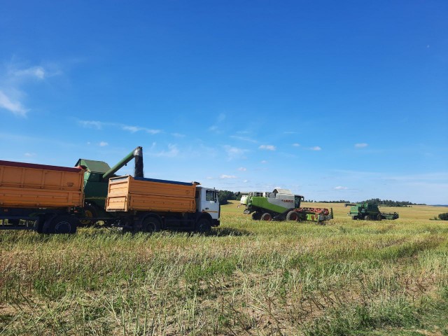 На ряду с уборкой зерновых, комбайнеры убирают рапс