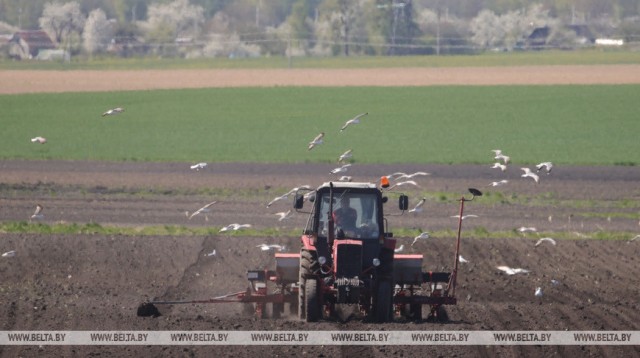 «Праздник будет по результату труда». Как аграрии Гродненского района работают в Первомай